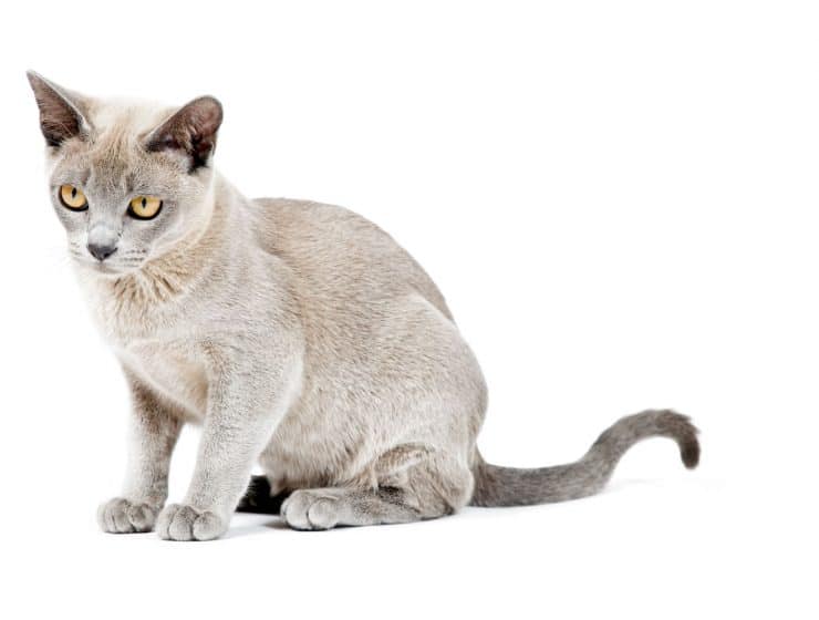 Burmese