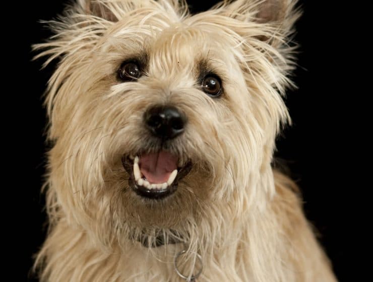 Cairn Terrier